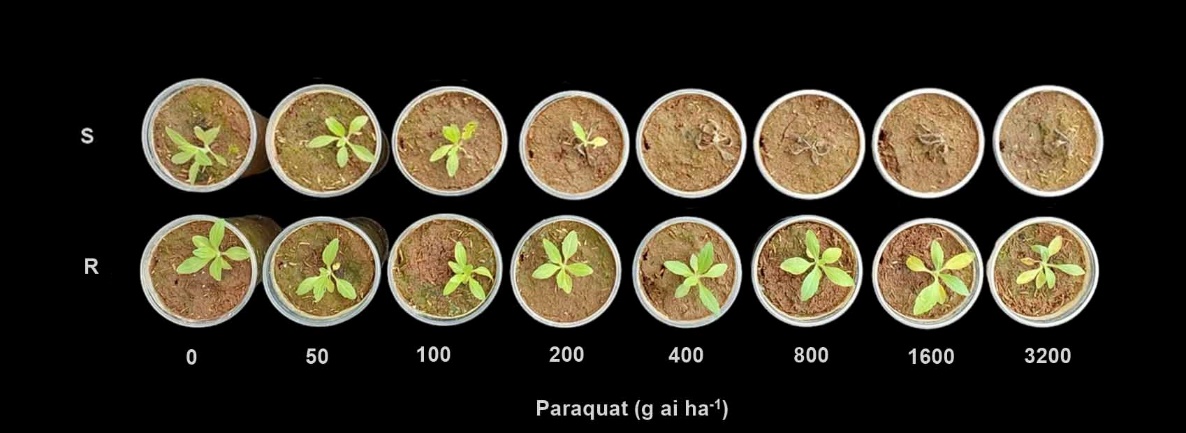 Interfaz de usuario gráfica Descripción generada automáticamente