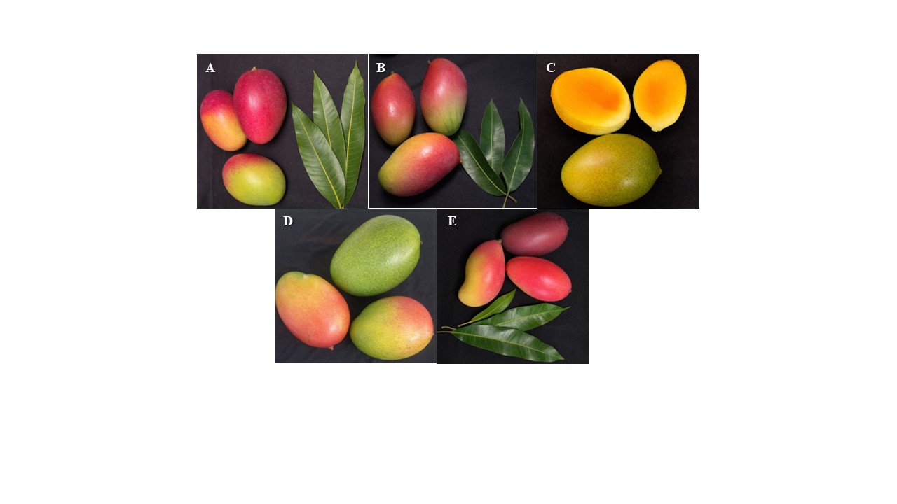 Fruit photographs of five mango cultivars in panels A to E.
