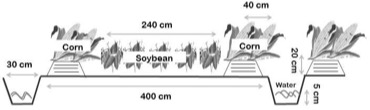 Cross-section of the soybean and corn intercropping bed and drainage trenches under saturated soil culture, with planting and water-level dimensions.