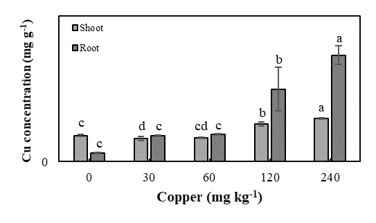 Copper content in shoots and roots