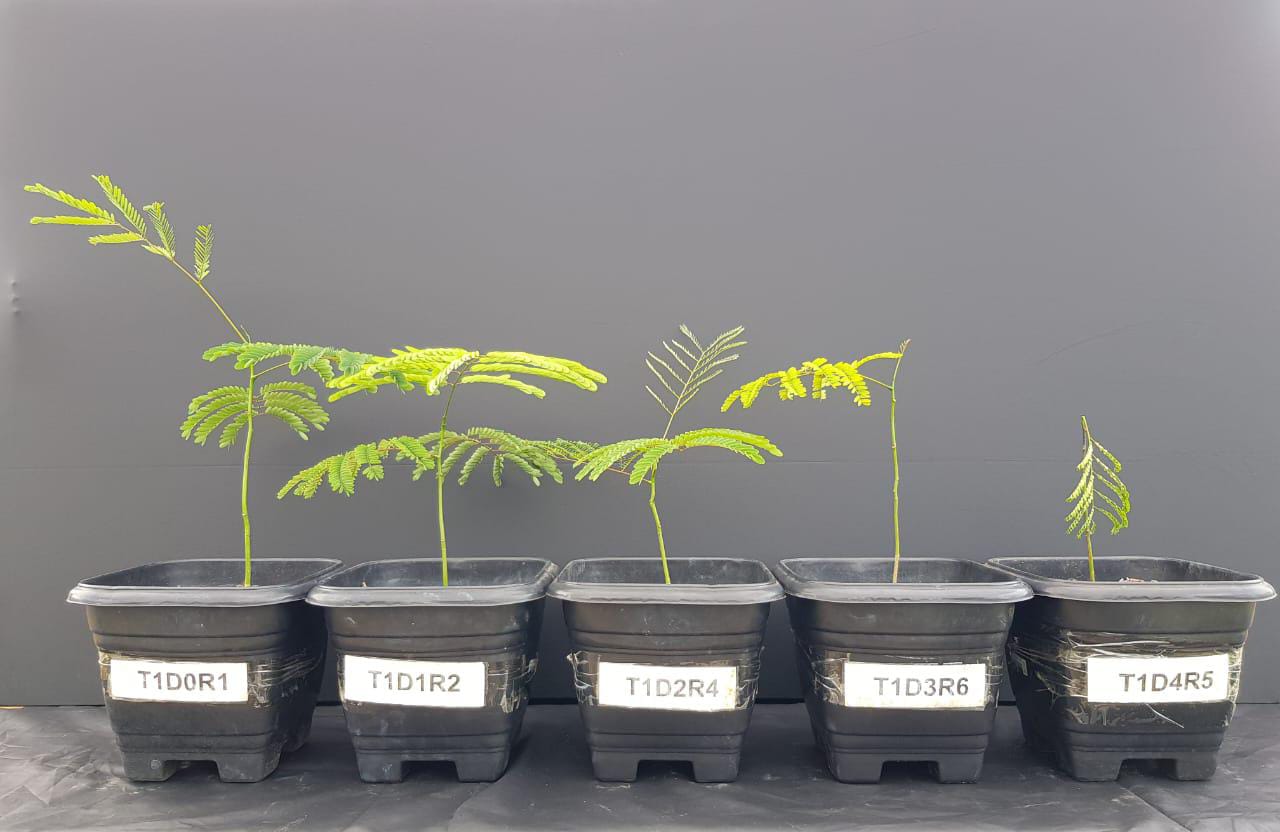 Paricá plants at five copper treatment levels