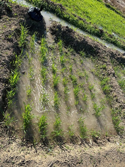 Original field-study photograph 3 from the supplied wheat manuscript