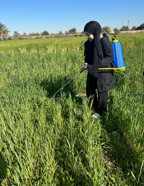 Original field-study photograph 5 from the supplied wheat manuscript
