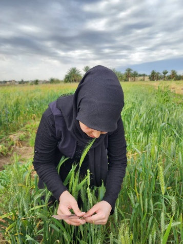 Original field-study photograph 9 from the supplied wheat manuscript