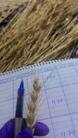 Original field-study photograph 6 from the supplied wheat manuscript
