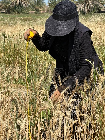 Original field-study photograph 8 from the supplied wheat manuscript